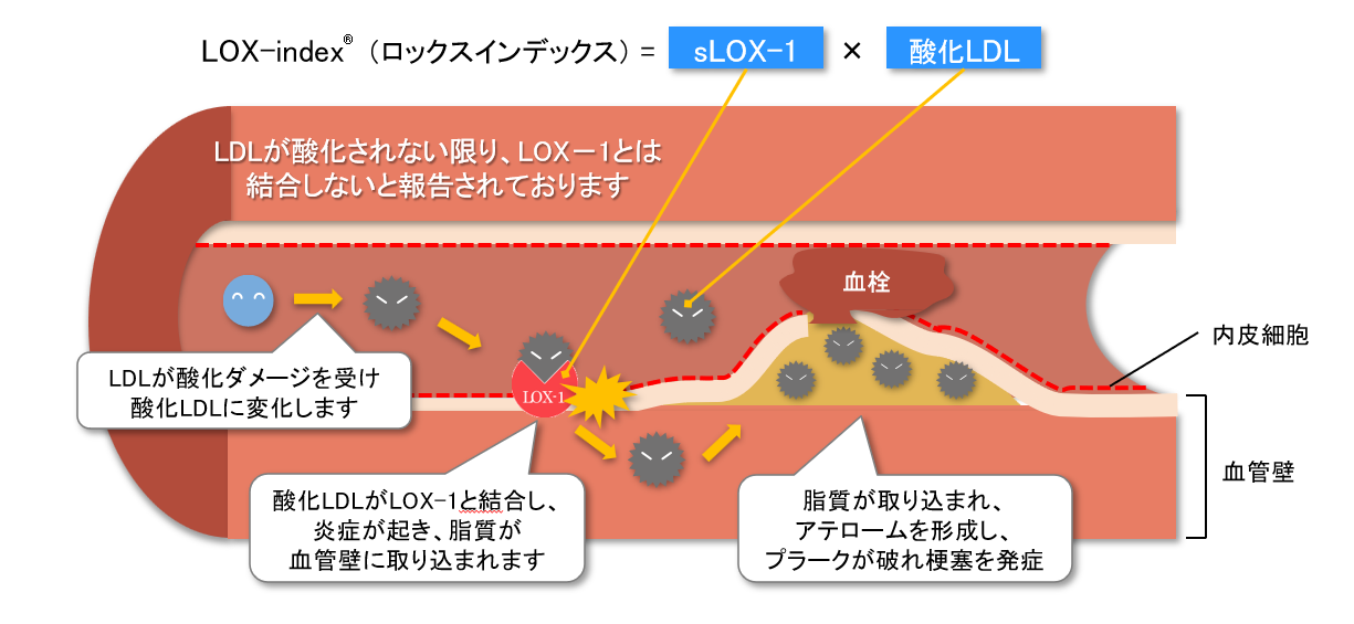 LOX-index检测（脑梗塞和心肌梗塞风险检测）