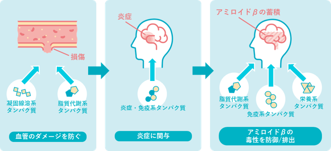 軽度認知症評価（MCI プラス）